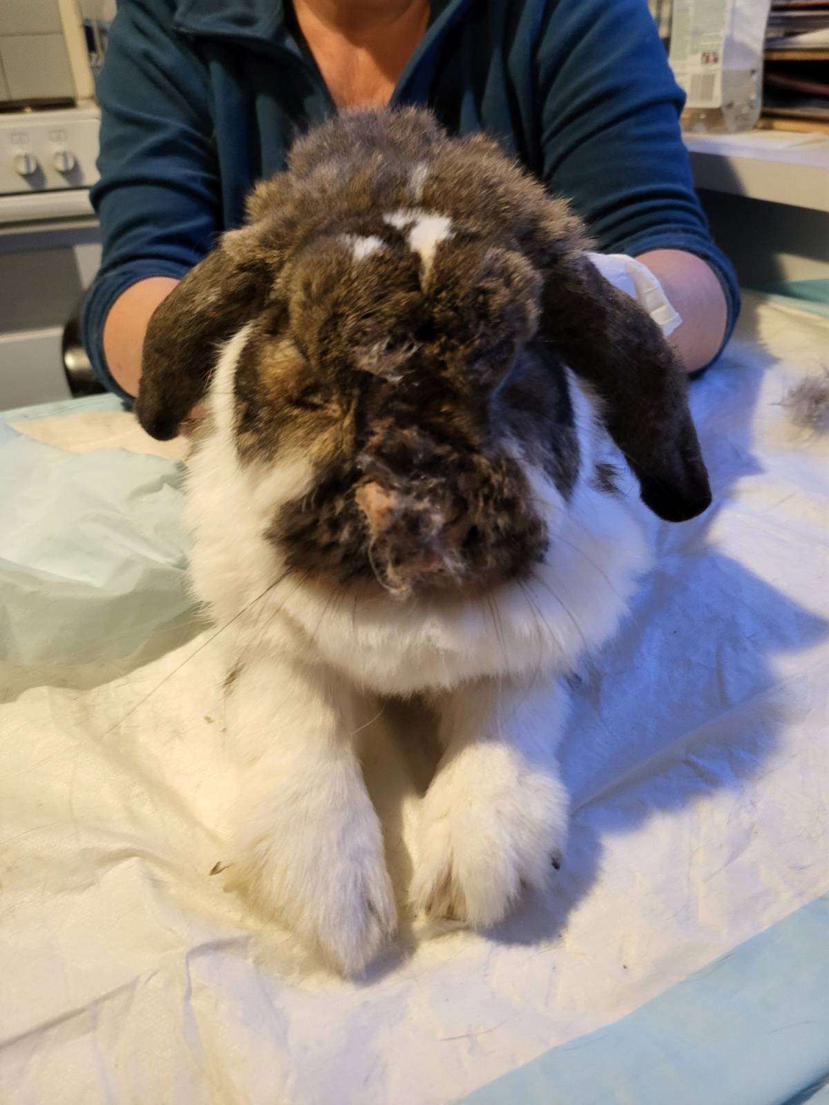 Tierheim Brunn - Unsere Eseldame Heidi