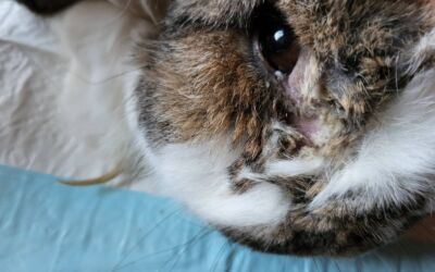 Rettungsaktion für 57 Kaninchen!!!
