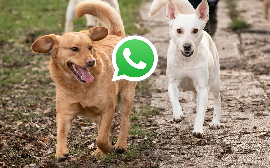 Tierheim Brunn WhatsApp-Kanal