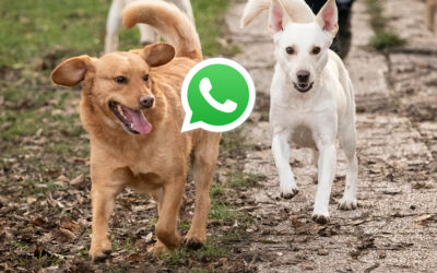 Tierheim Brunn WhatsApp-Kanal
