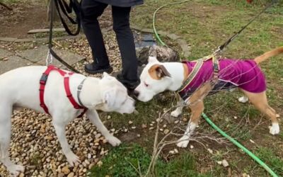 Hunde beim „Alltagstraining“