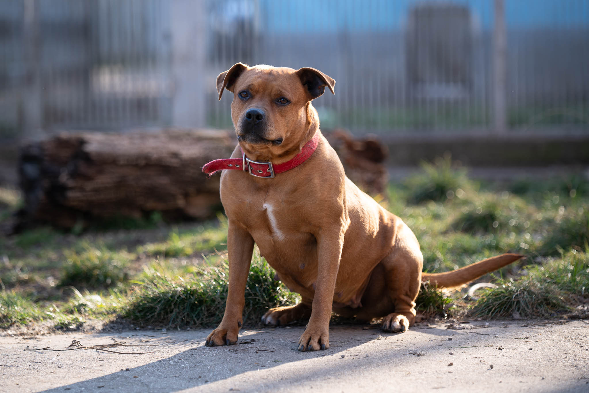Hundevergabe: Bonso