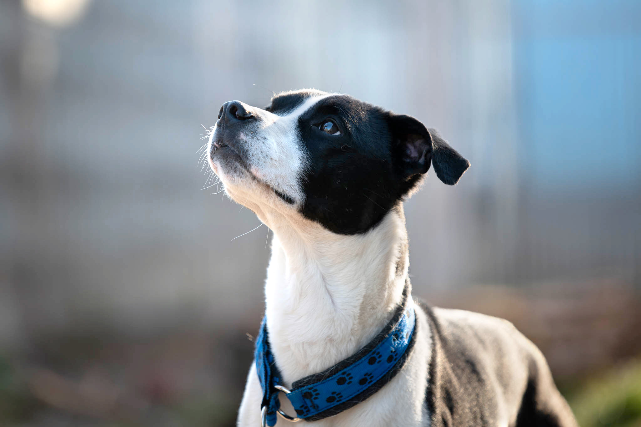 Unsere Hunde